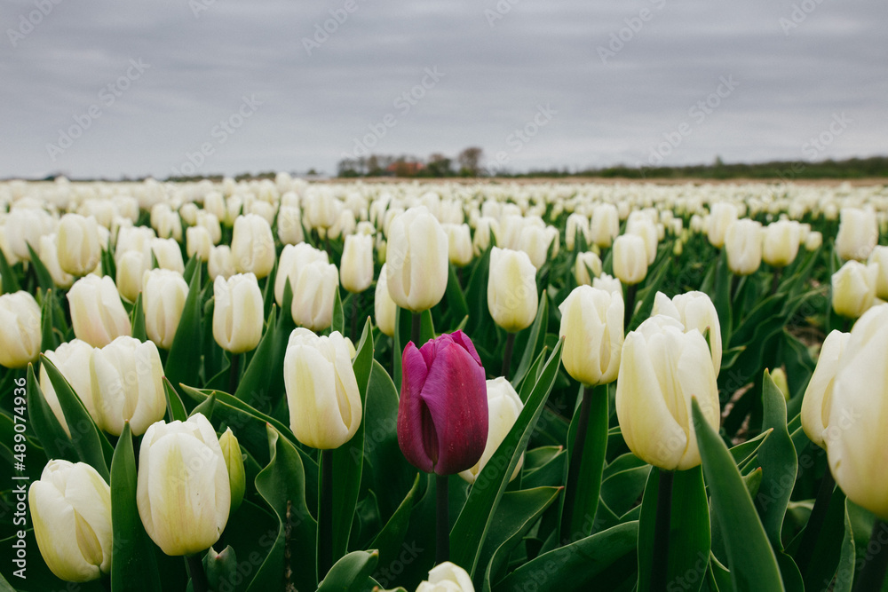 Tulip
