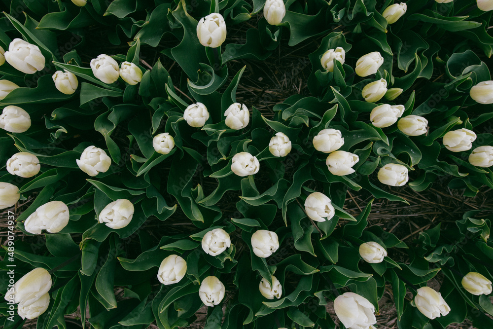 Tulipan
