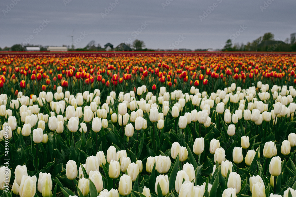 Tulipany