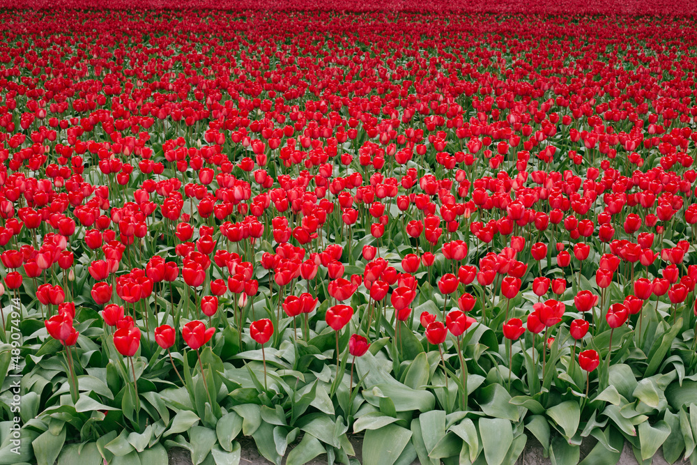 Tulipany