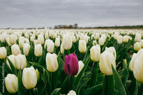 Obraz na płótnie Tulip w salonie