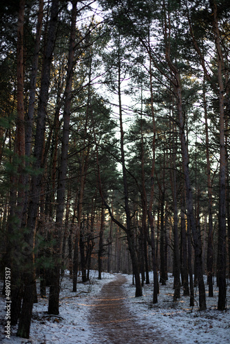 Forest landscape. Winter forest path among tall trees