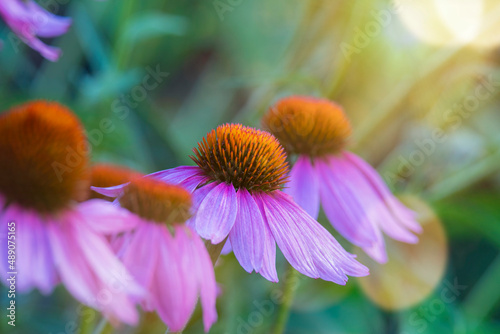 Pink echinecea blooms in the garden photo