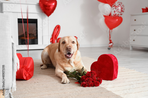 Cute Labrador dog with rose...