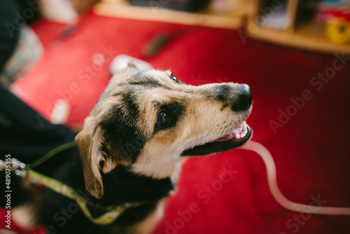 Doggy
