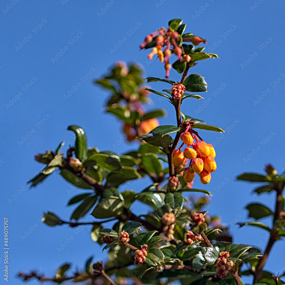 Darwin's barberry (Berberis darwinii ) coming into flower in late winter against a blue sky