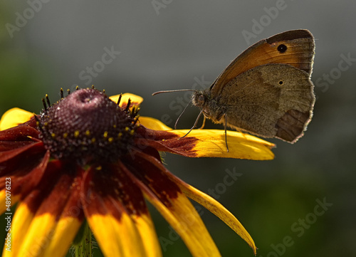 Motyl photo