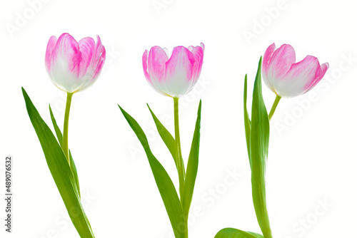 spring colorful flowers tulips. floral collection. © alenalihacheva