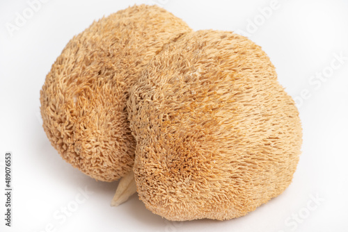 Dried Lion's Mane mushrooms or Hericium Erinaceus also called bearded tooth fungus, monkey head mushroom, yamabushitake. photo