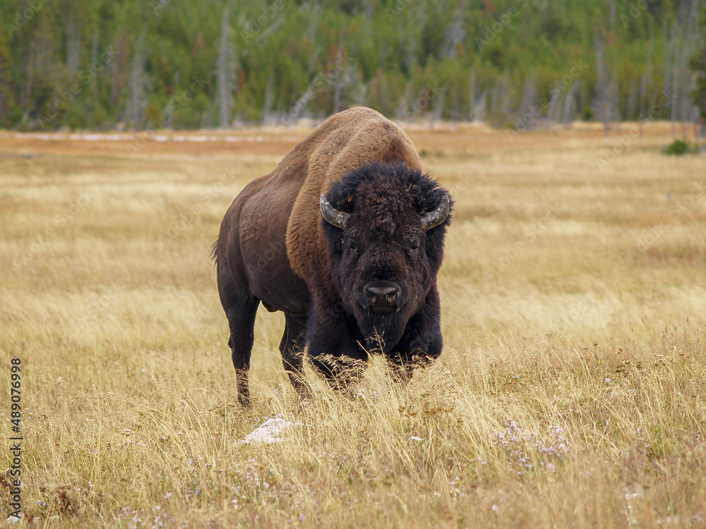 American Bison in Yellowstone National park American Bison in Yellowstone National park