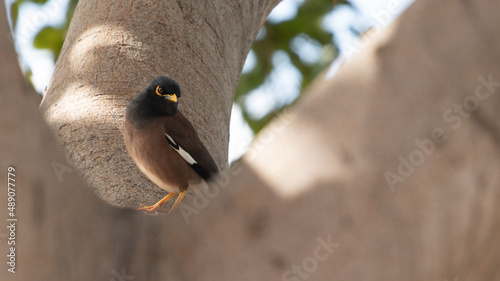 Common myna in the tree