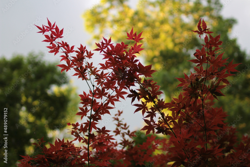 Japanese Maple Tree Leaves Branch