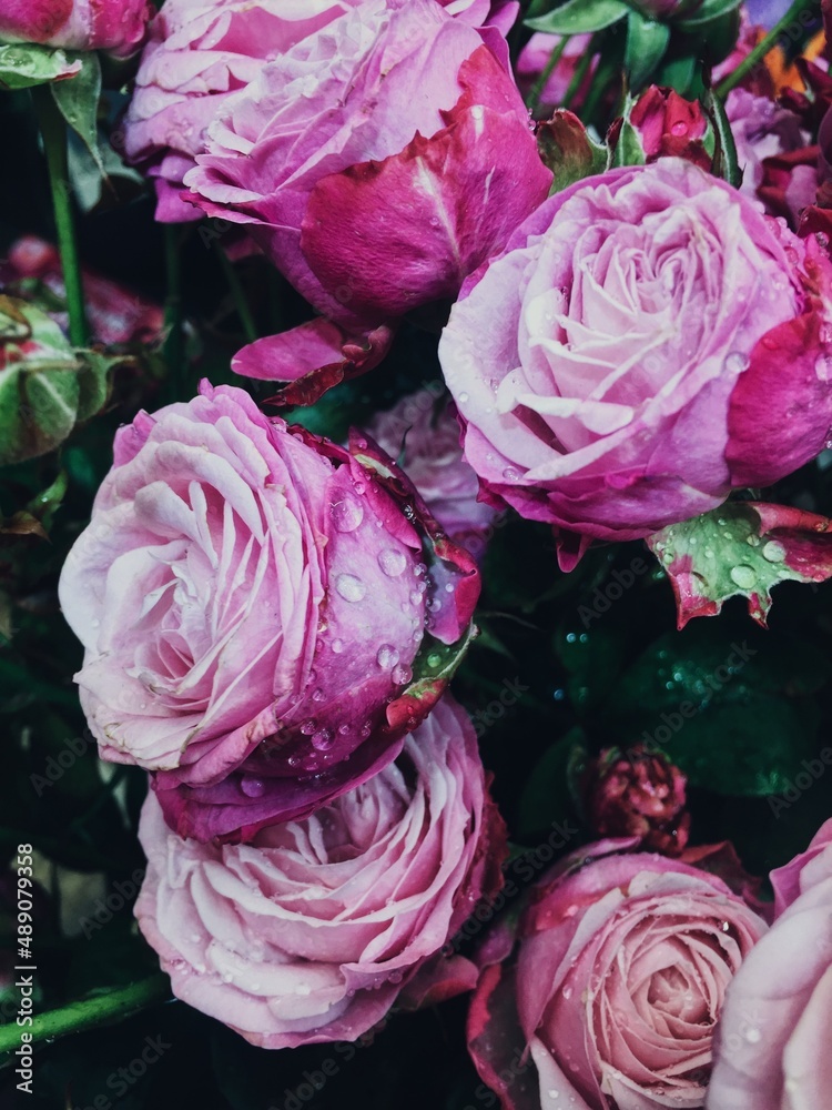 Lovely bright pink roses with water drops after the rain. Bouquet. Gift for the holiday Lovely bright pink roses with water drops after the rain. Bouquet. Gift for the holiday