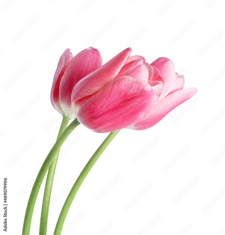 Three tulip flowers closeup isolated on white background Three tulip flowers closeup isolated on white background
