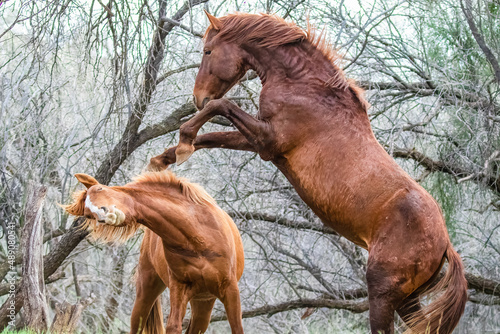 Tablou pe pânză Wild horses in mating season