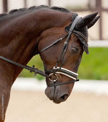 Portrait of stunning dressage gelding horse in bridle. Close-up of the head of a calm horse. Equestrian competition show. Green outdoor trees background. Thoroughbred beautiful stallion