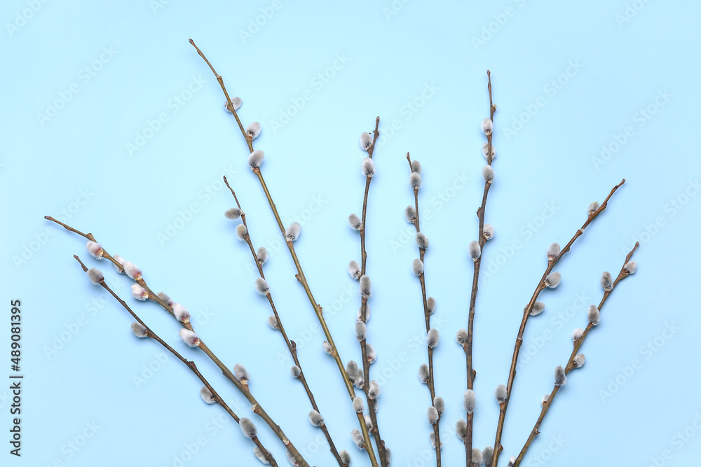 Pussy willow branches on color background Pussy willow branches on color background