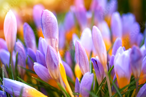 PURPLE CROCUS - SPRING FLOWERS. FLOWERS MACRO. MULTICOLORED NATURE