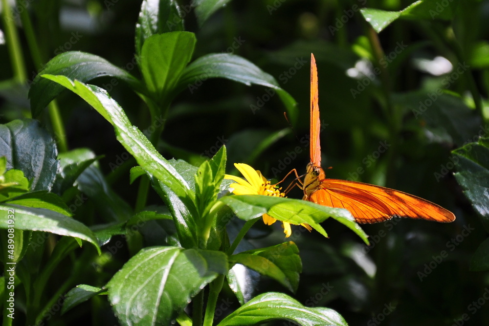 Motyl