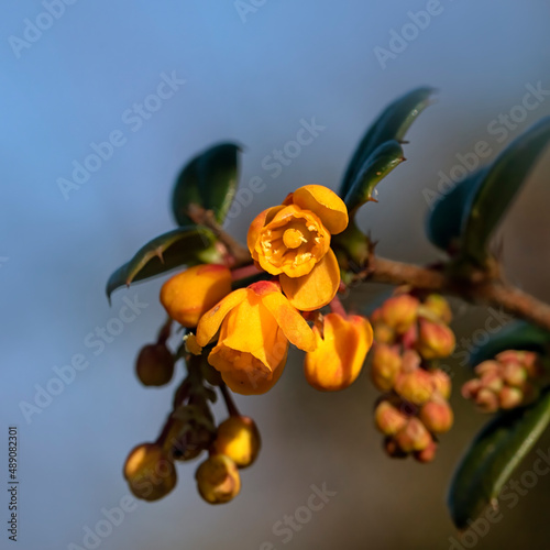 Closeup of flowers of Darwin's barberry (Berberis darwinii )  in late winter against a blue sky photo