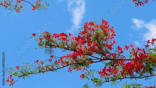 A branch of red Delonix regia flowers on vibrant blue sky. photo