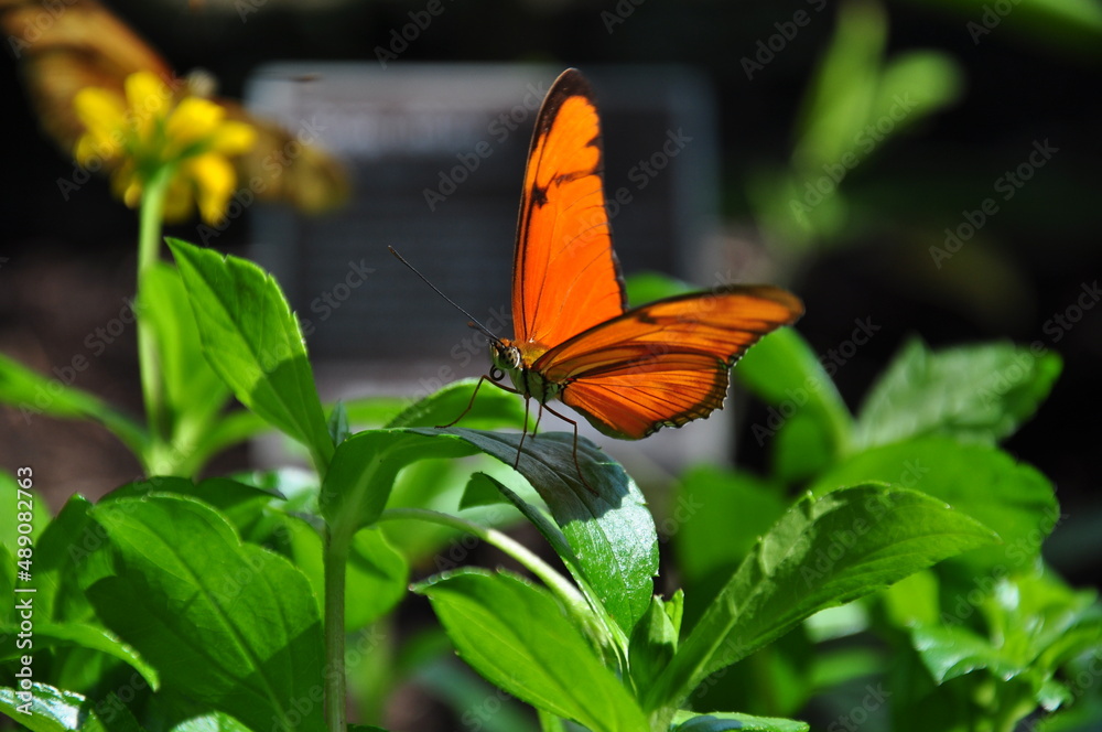 Motyl