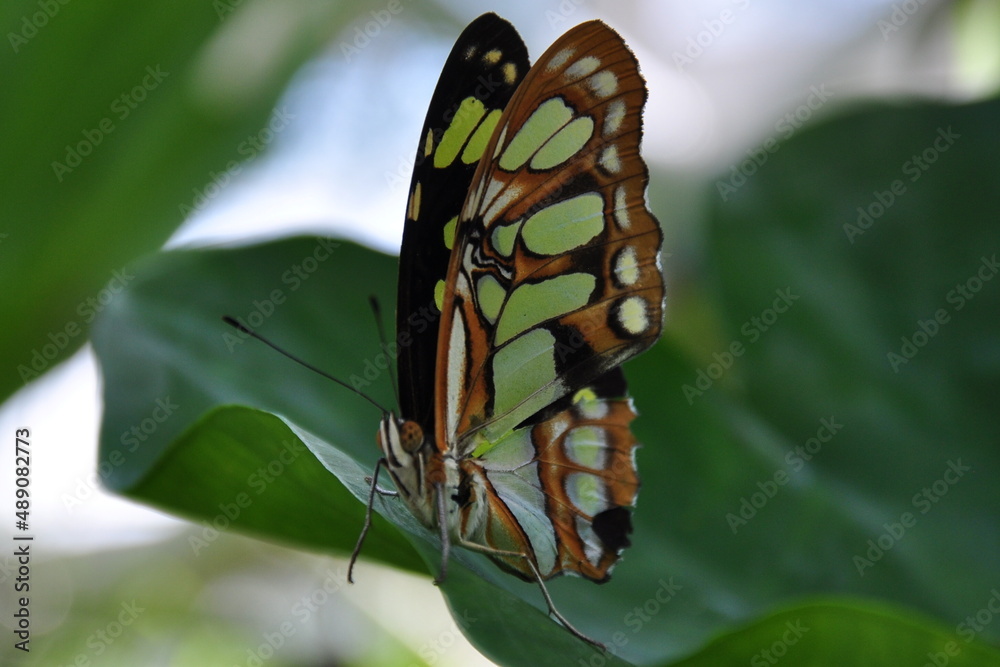 Motyl