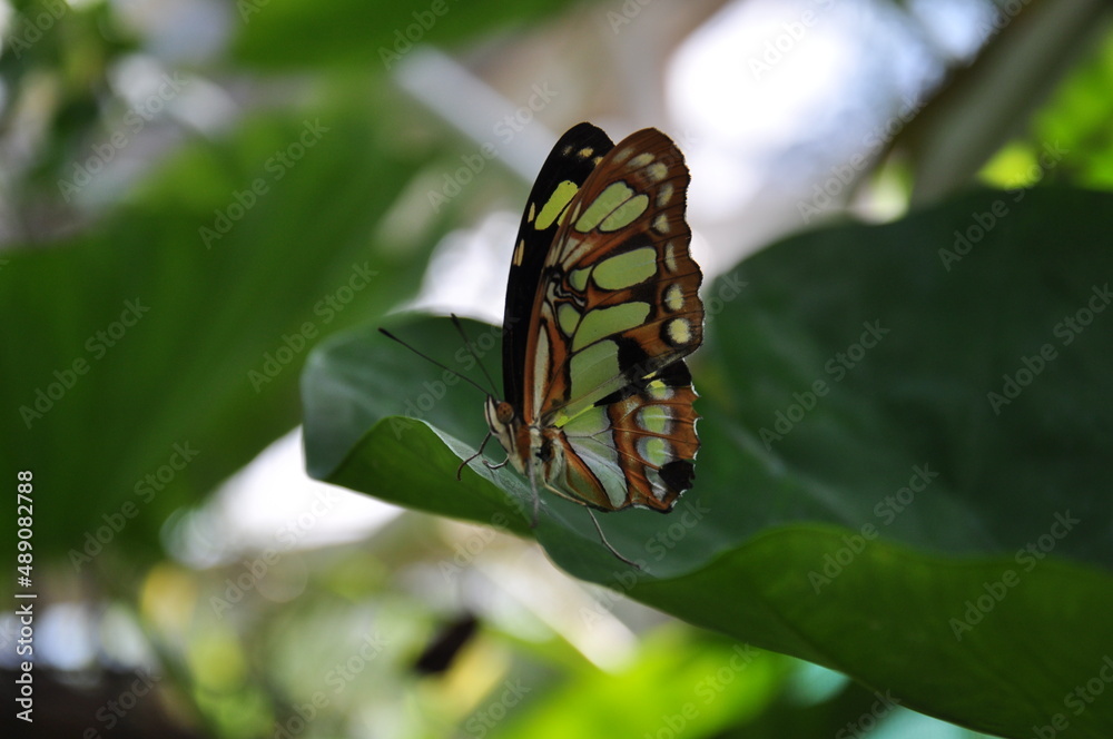 Motyl