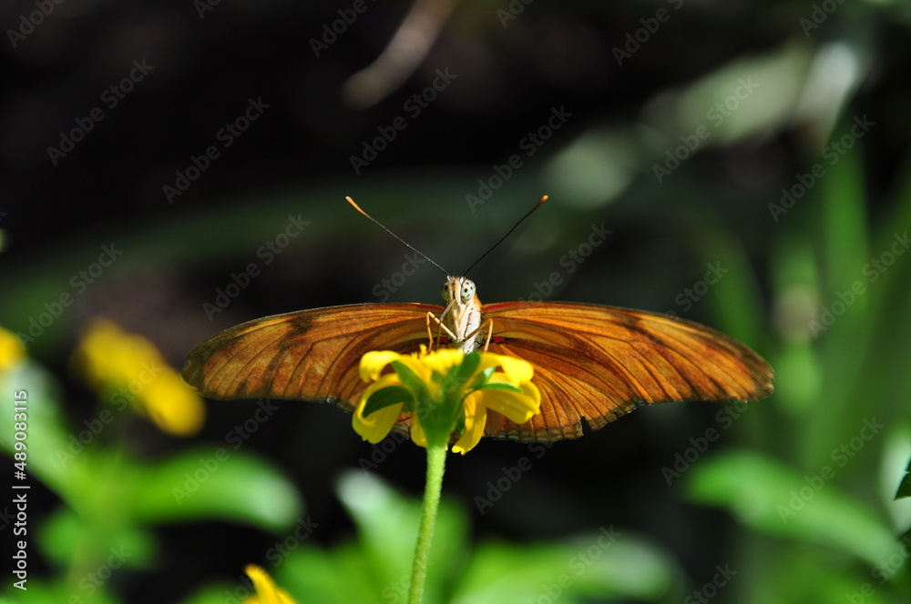 Motyl