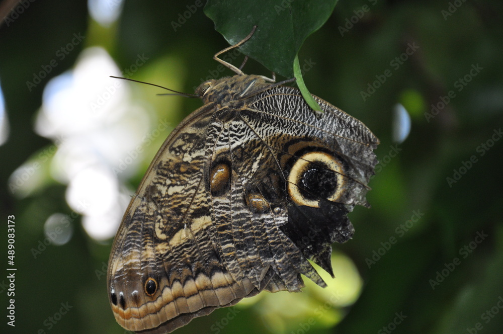 Motyl
