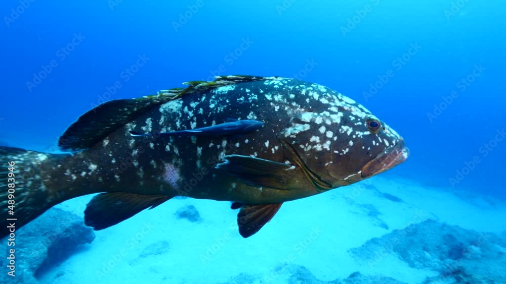 big grouper swim close with a big remora pilot fish swim together underwater goliath dusky grouper ocean scenery