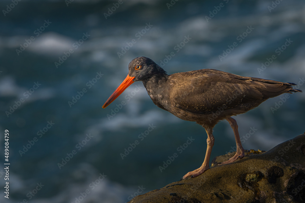 2022-02-15 A SIDE SHOT OF A OYSTERCATCHER WITH A BRIGHT ORANGE BEAK ON THE CLIFFS OF THE LA JOLLA COVE NEAR SAN DIEGO CALIFORNIA