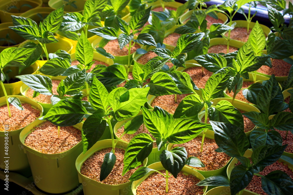 Obraz premium Early seedling , grown from seeds in boxes at home on the windowsill. seedlings in peat pots.Baby plants seeding, black hole trays for agricultural seedlings.The spring planting.