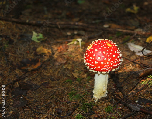 Amanita muscaria mushrooms in forest