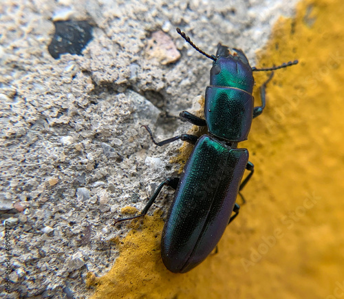 stag beetle on green leaf