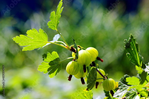 Fresh gooseberry on a branch of a gooseberry Bush in the garden. Close-up view of organic gooseberry berries hanging on a branch under the leaves.