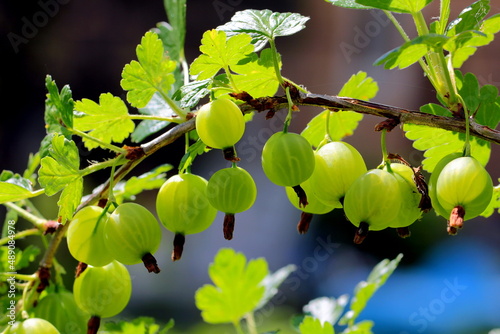 Fresh gooseberry on a branch of a gooseberry Bush in the garden. Close-up view of organic gooseberry berries hanging on a branch under the leaves.