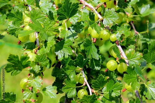Fresh gooseberry on a branch of a gooseberry Bush in the garden. Close-up view of organic gooseberry berries hanging on a branch under the leaves.