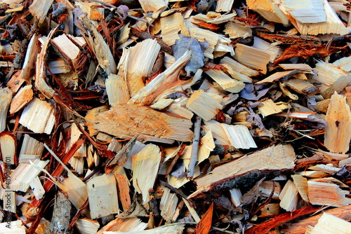 Log trunks pile, the logging timber forest wood industry. Wooden trunks timber harvesting.