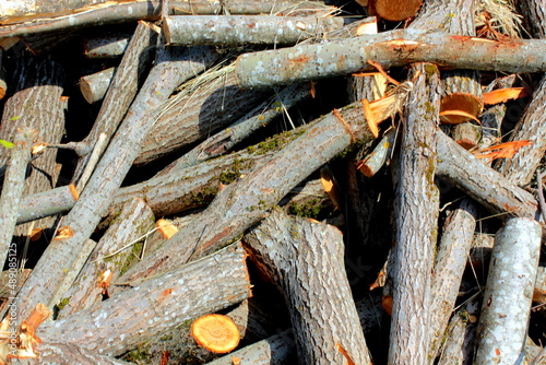Log trunks pile, the logging timber forest wood industry. Wooden trunks timber harvesting.