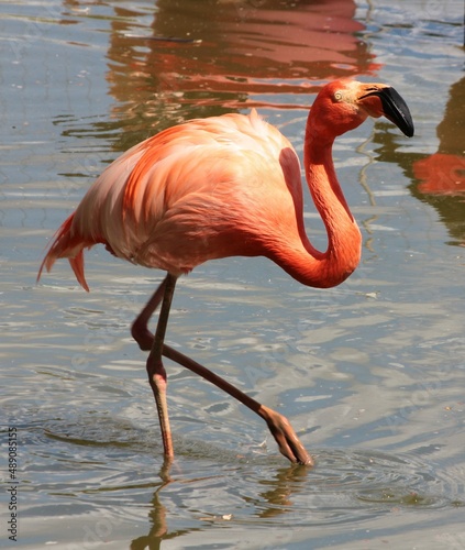 Red flamingo in it natural environment. 