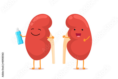 Cute cartoon smiling healthy kidney character with water bottle. Human genitourinary system internal organ anatomy vector eps illustration