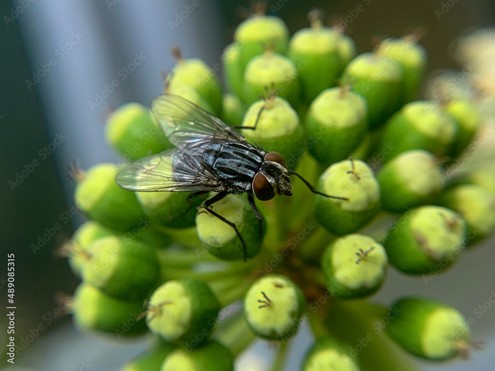 Naklejka premium fly on leaf