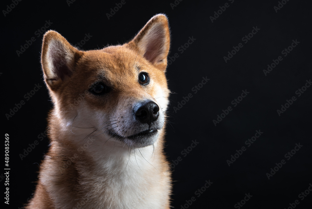 portrait of shiba inu on a black background