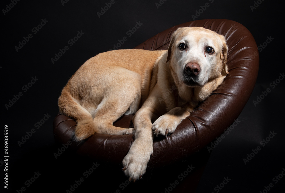 an old labrador on a leather chair an old labrador on a leather chair