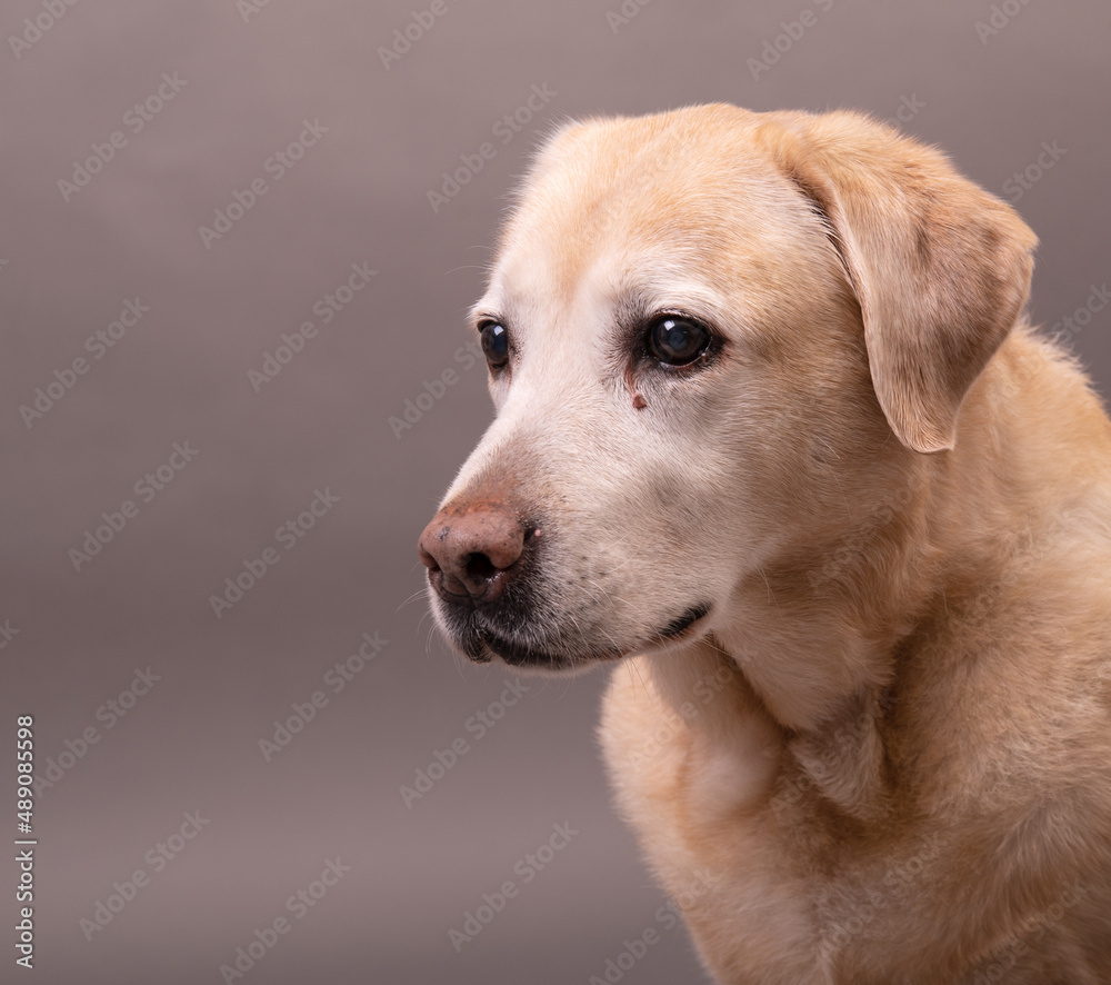 portrait of an old labrador