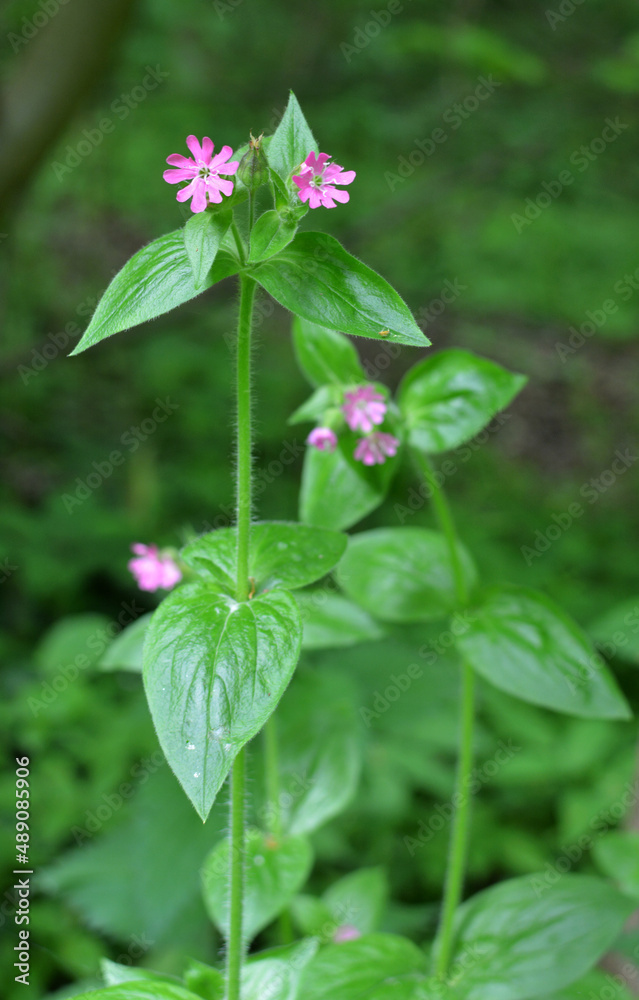 Silene dioica grows in the wild Silene dioica grows in the wild