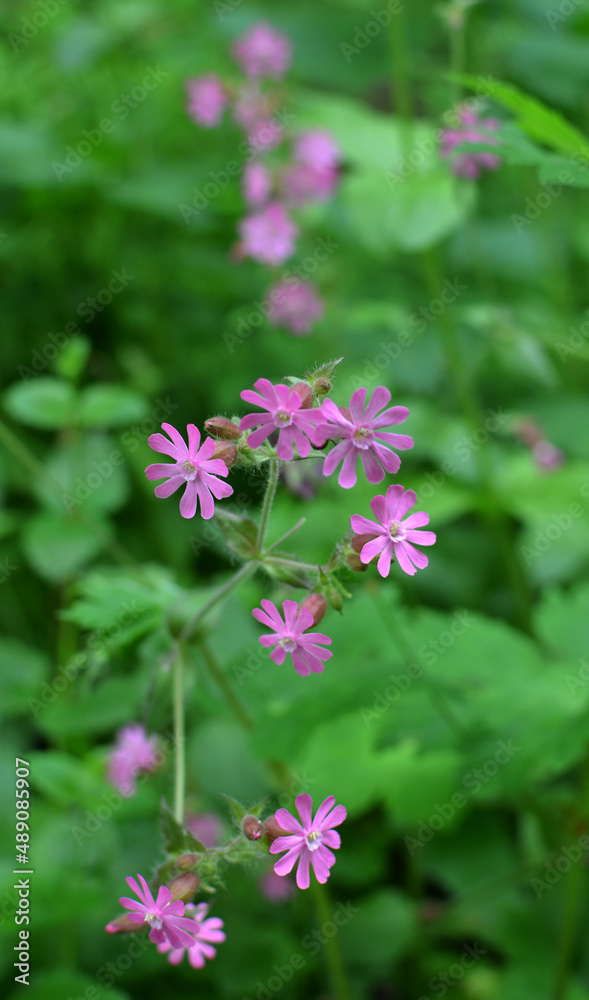 Silene dioica grows in the wild