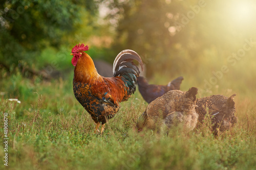 Beautiful cock with a golden mane and his hens walking  in the garden in the sun