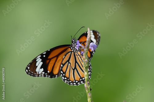 Common tiger © Andrea Dogliero 